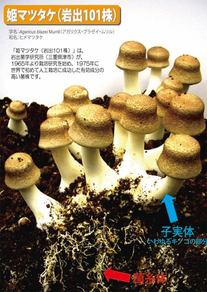 姫松茸商品 – 富士国際開発